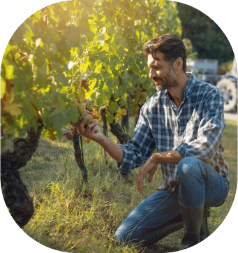 Gérant d'un domaine de vin qui inspecte ses grappes de raisins