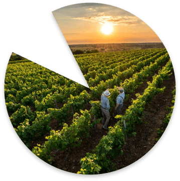 Outil de pilotage des vendanges